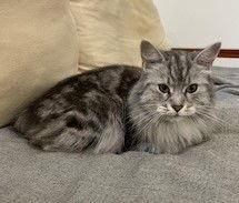 Lauraine, Adoptable, Adult Female Domestic Long Hair.