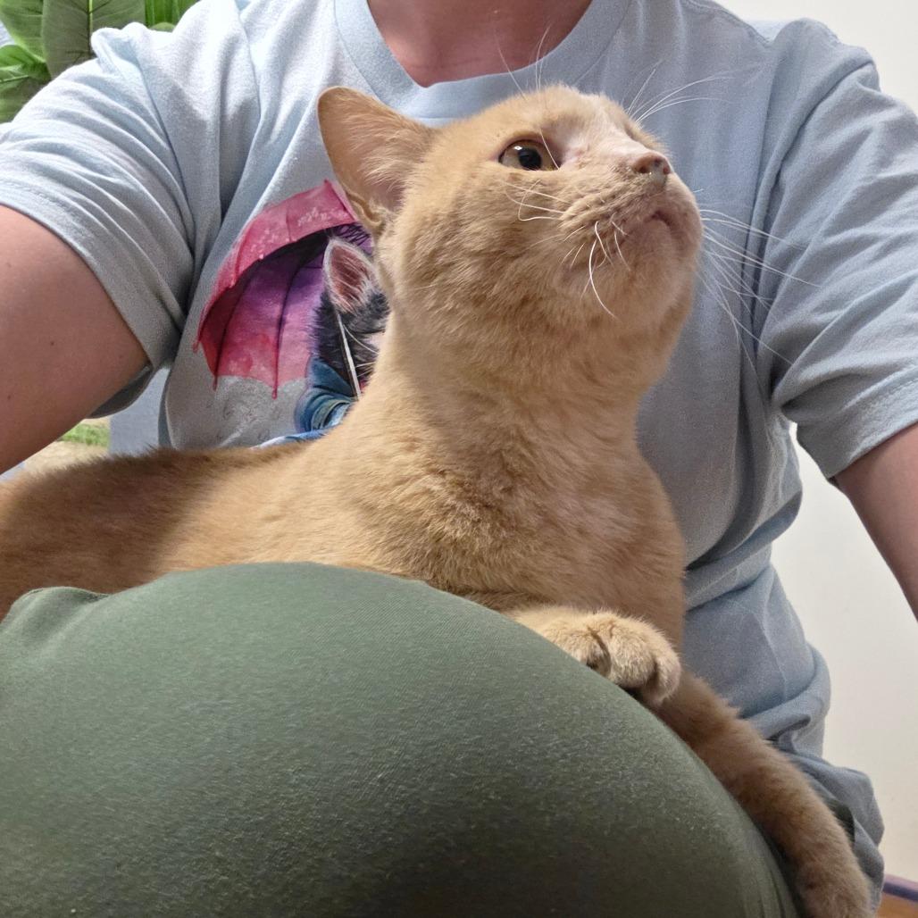 Grandpa Smith (Rusty), Adoptable, Adult Male Domestic Short Hair.