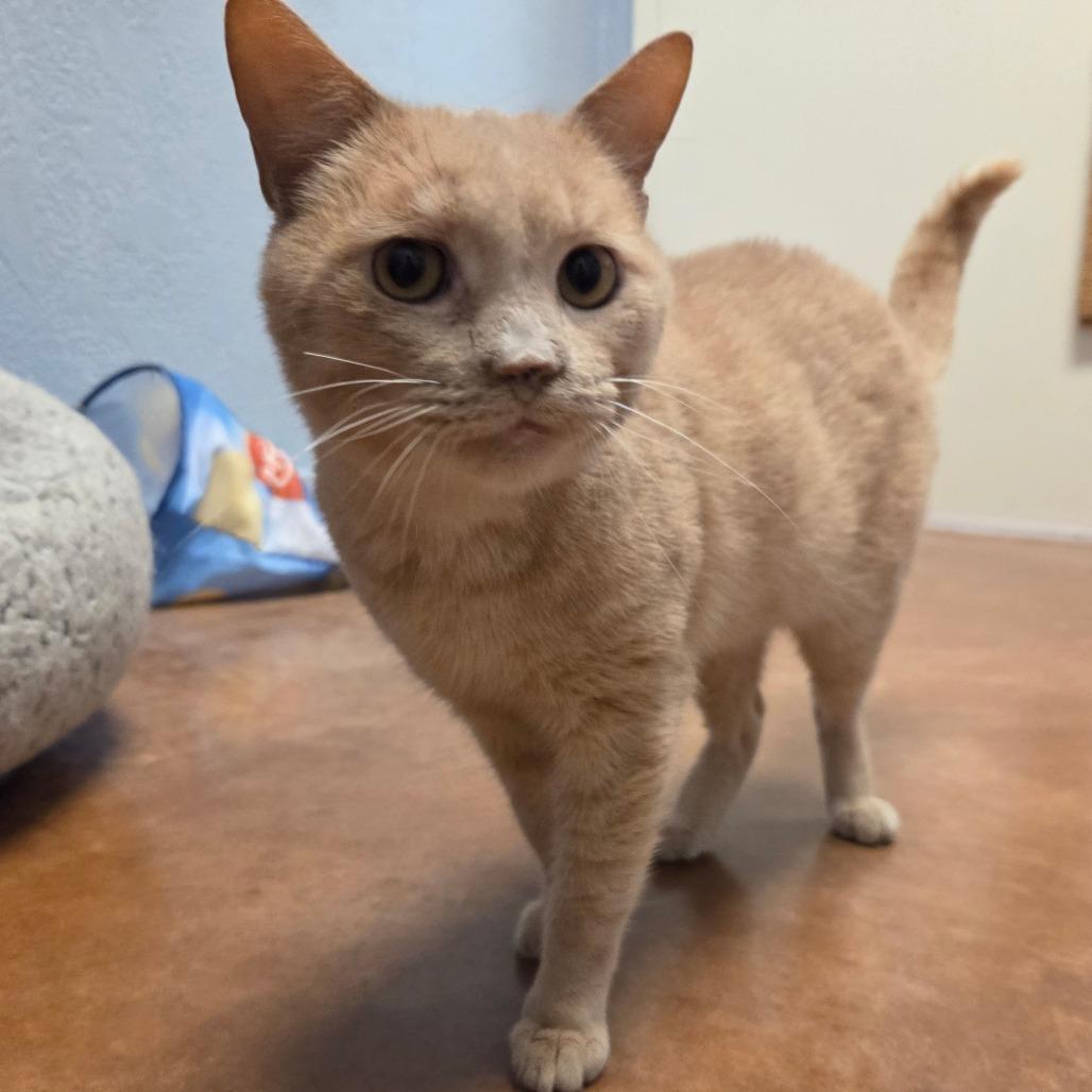 Grandpa Smith (Rusty), a Adoptable Domestic Short Hair in Port Charlotte, FL image 2/5