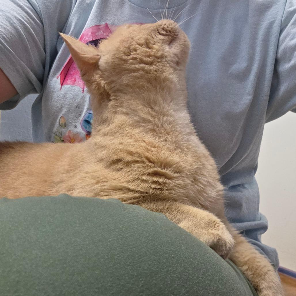 Grandpa Smith (Rusty), a Adoptable Domestic Short Hair in Port Charlotte, FL image 3/5