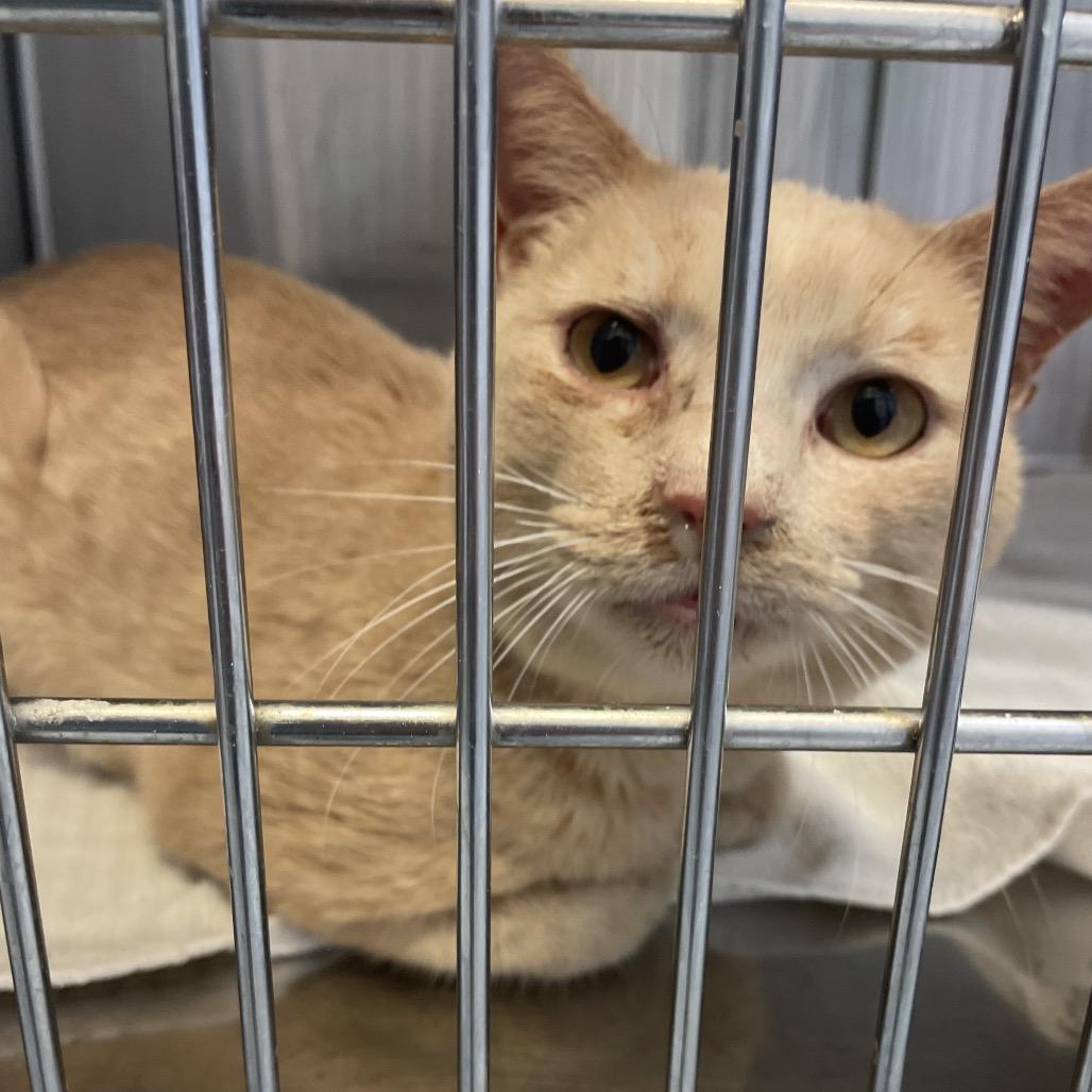 Grandpa Smith (Rusty), a Adoptable Domestic Short Hair in Port Charlotte, FL image 4/5