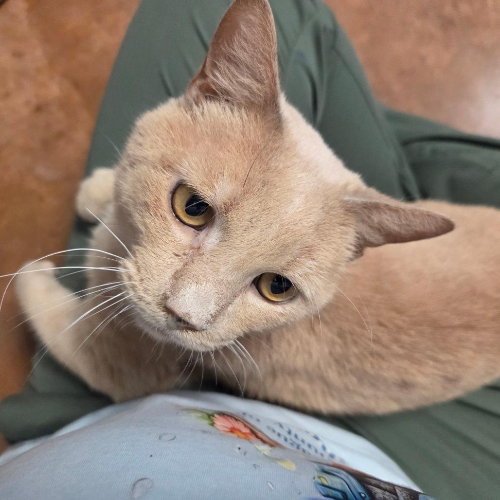 Grandpa Smith (Rusty), a Adoptable Domestic Short Hair in Port Charlotte, FL image 5/5