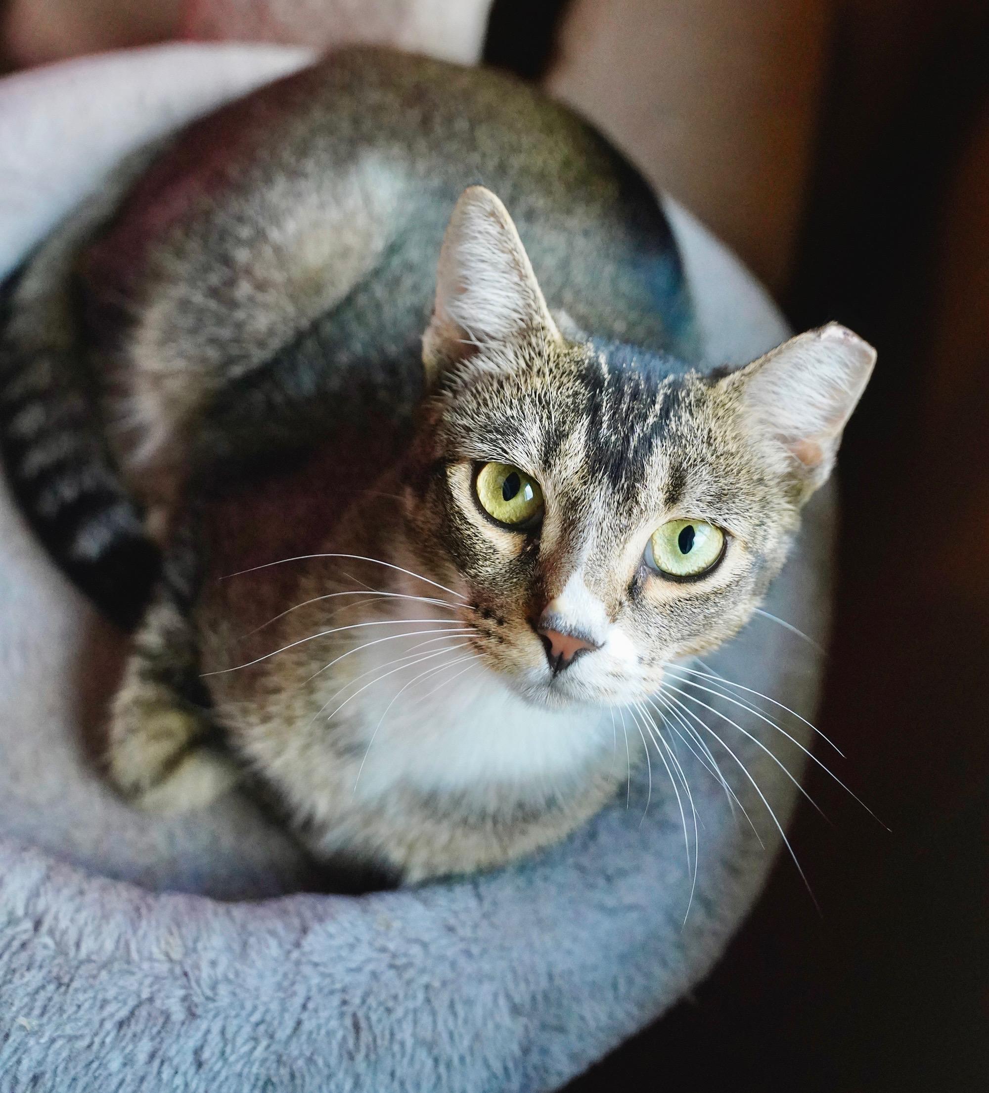 Enlarge Mina, a ADOPTABLE mixed breed in Hixson, TN image 3/6