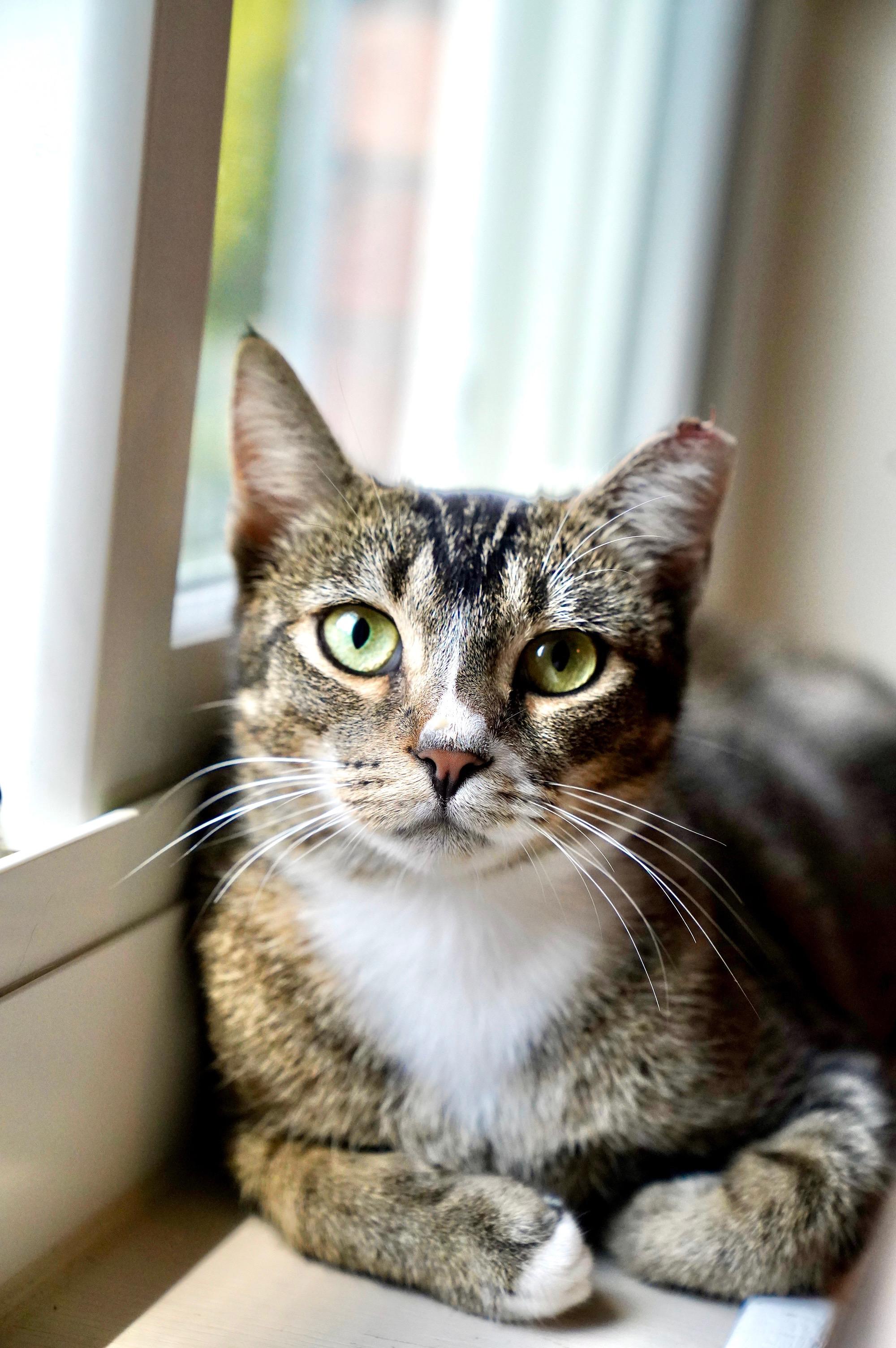 Enlarge Mina, a ADOPTABLE mixed breed in Hixson, TN image 6/6