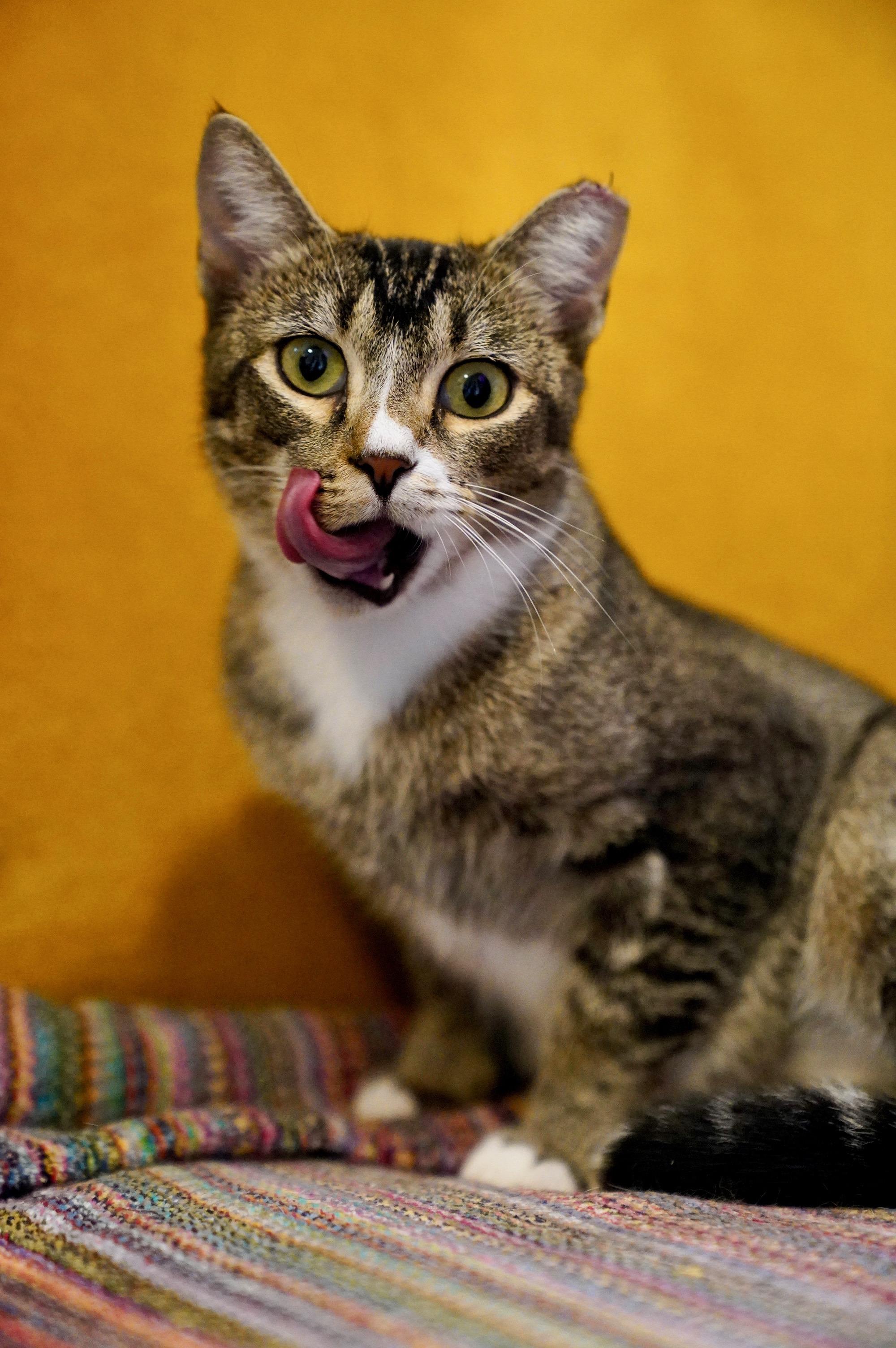 Enlarge Mina, a ADOPTABLE mixed breed in Hixson, TN image 4/6