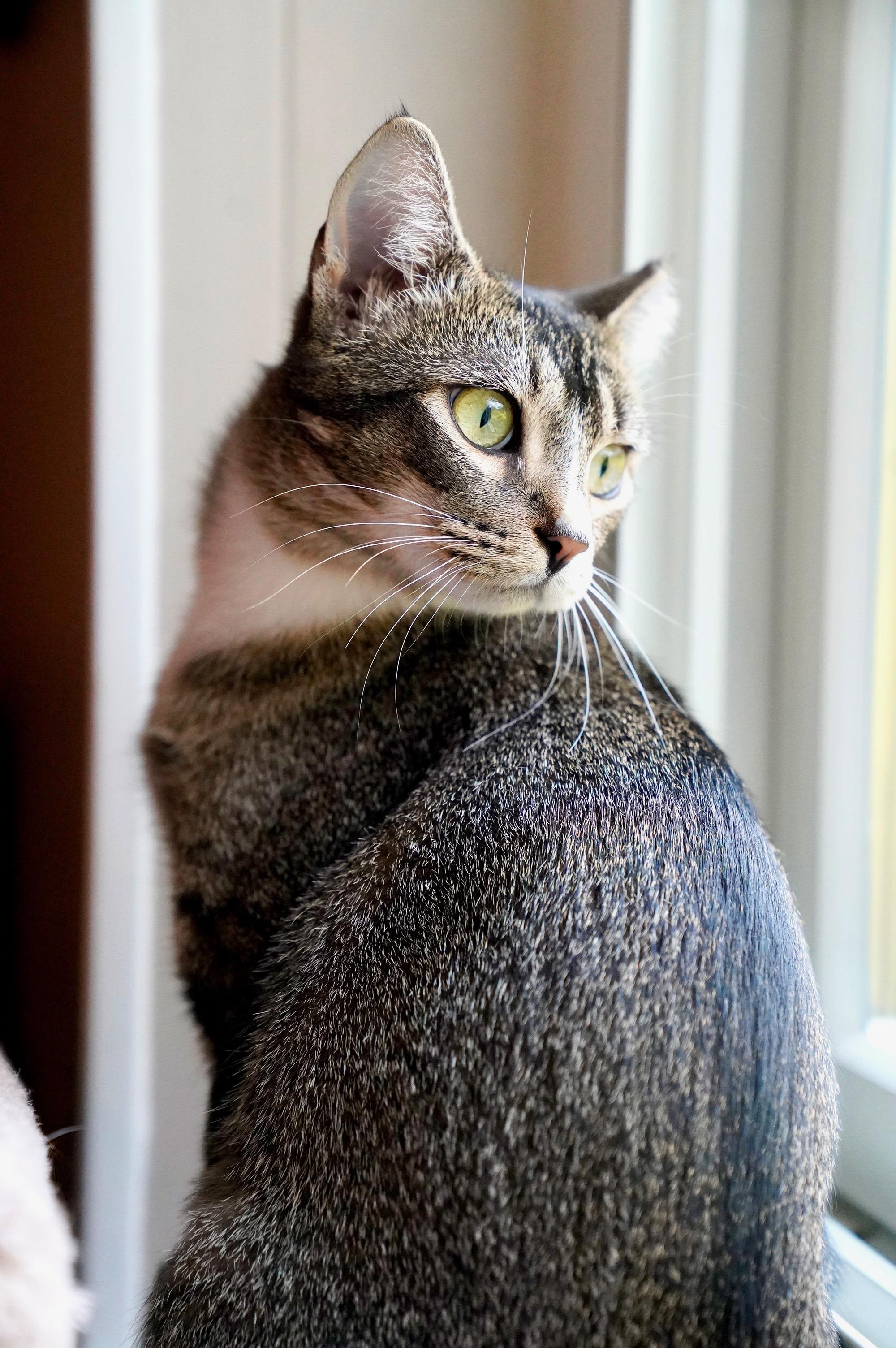 Enlarge Mina, a ADOPTABLE mixed breed in Hixson, TN image 5/6