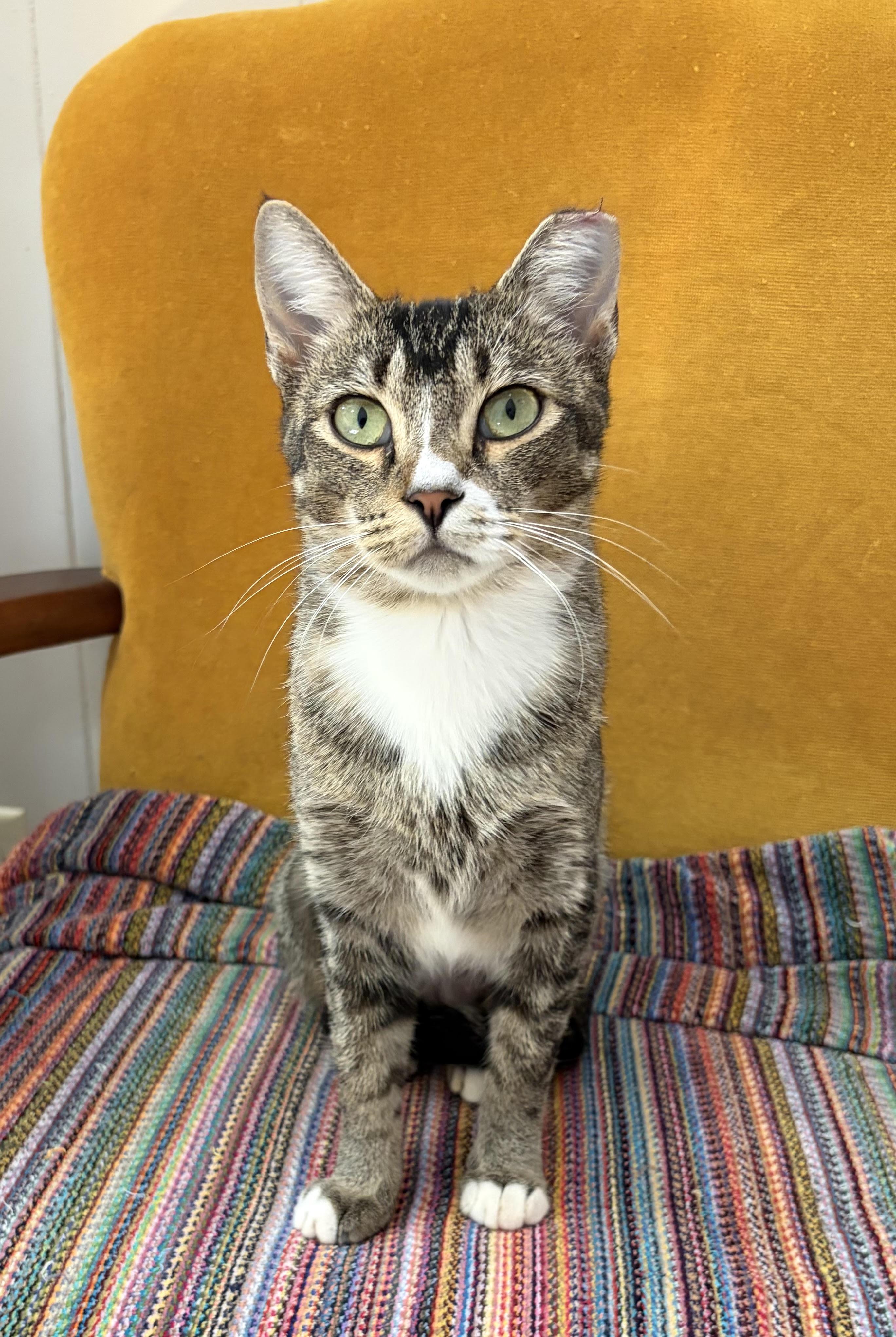 Mina, ADOPTABLE, Young Female Abyssinian & Domestic Short Hair.