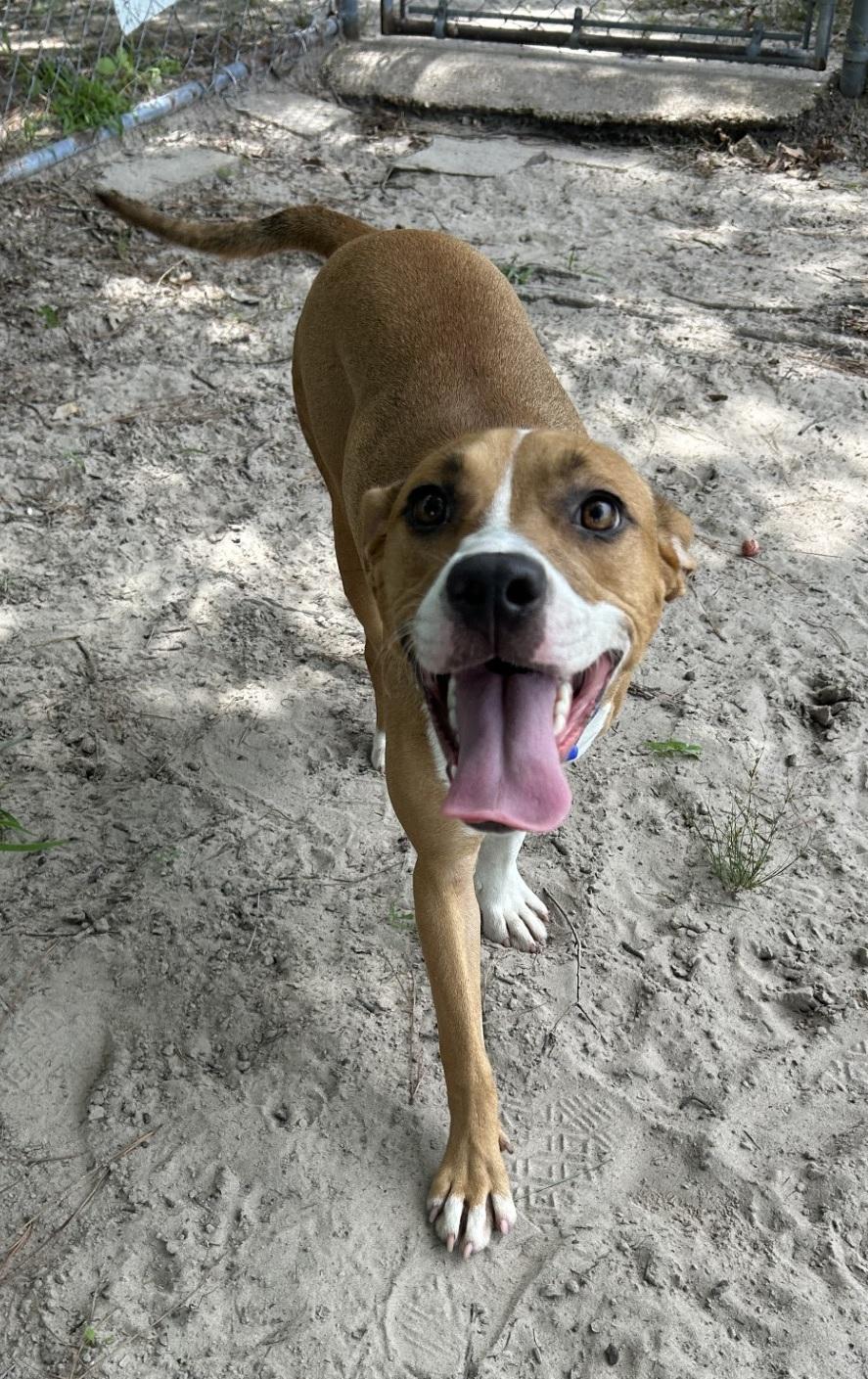 Cheyenne, Adoptable, Young Female Black Mouth Cur.
