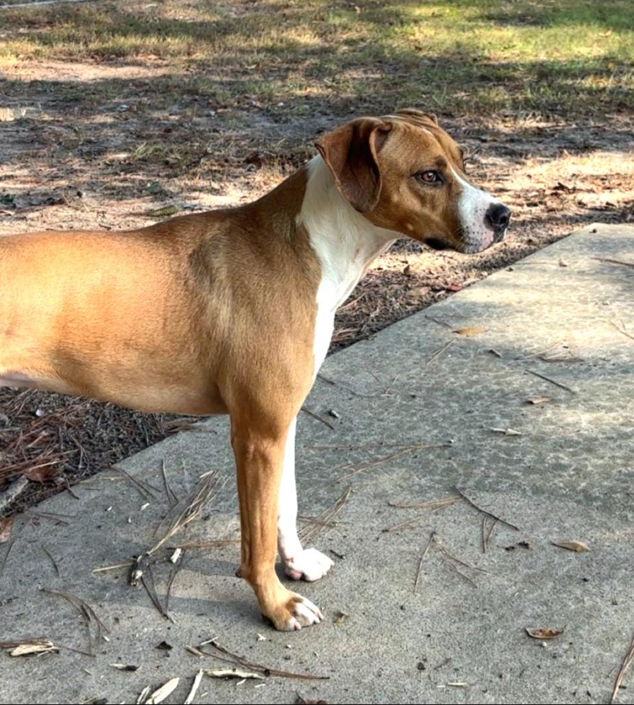 Enlarge Cheyenne, a Adoptable mixed breed in Lufkin, TX image 1/3