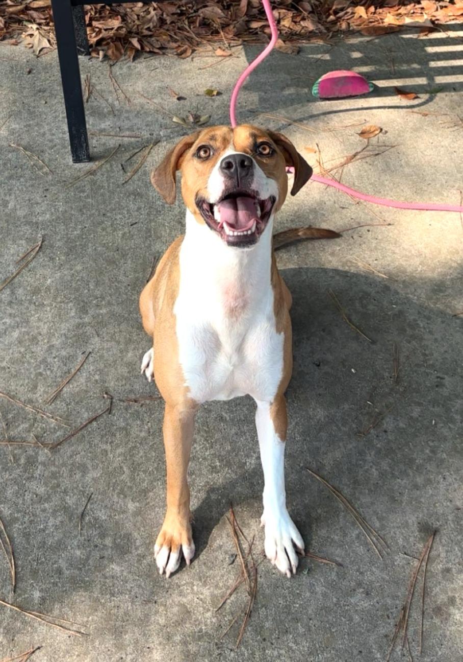 Enlarge Cheyenne, a Adoptable mixed breed in Lufkin, TX image 2/3