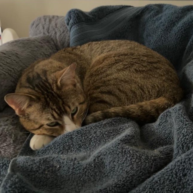 Enlarge Atticus, an adopted Tabby in Maple Shade, NJ image 3/6