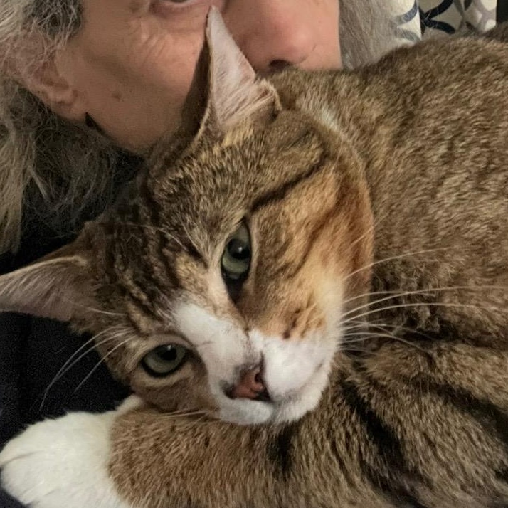 Enlarge Atticus, an adopted Tabby in Maple Shade, NJ image 2/6