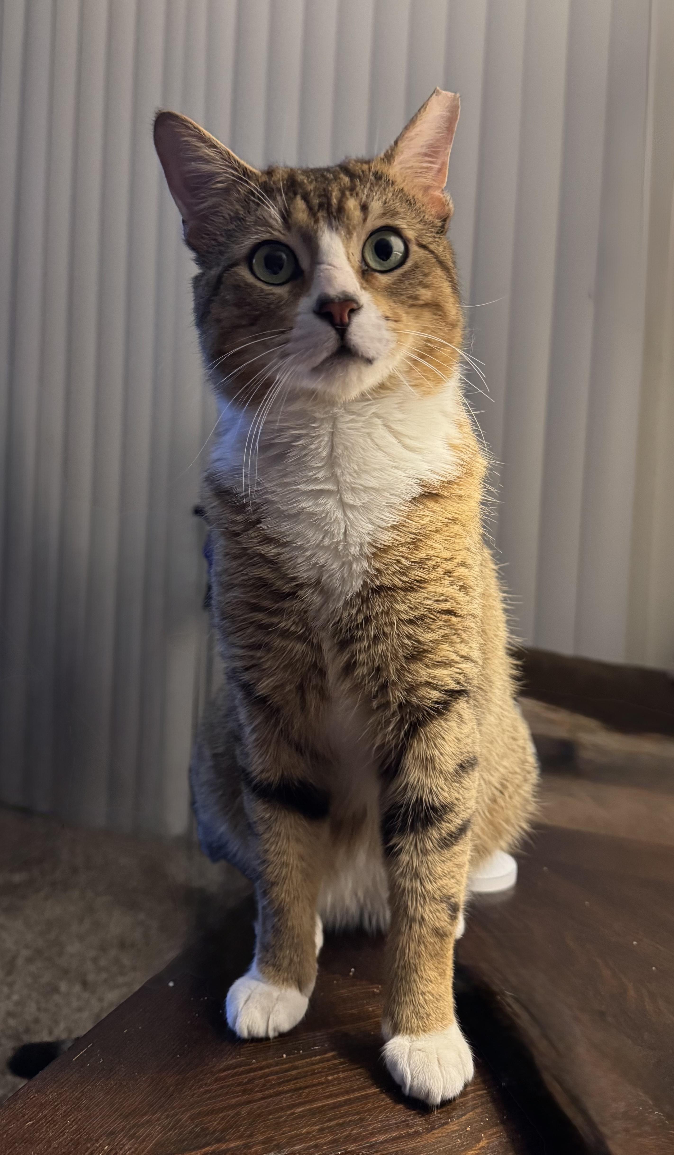Enlarge Atticus, an adopted Tabby in Maple Shade, NJ image 5/6