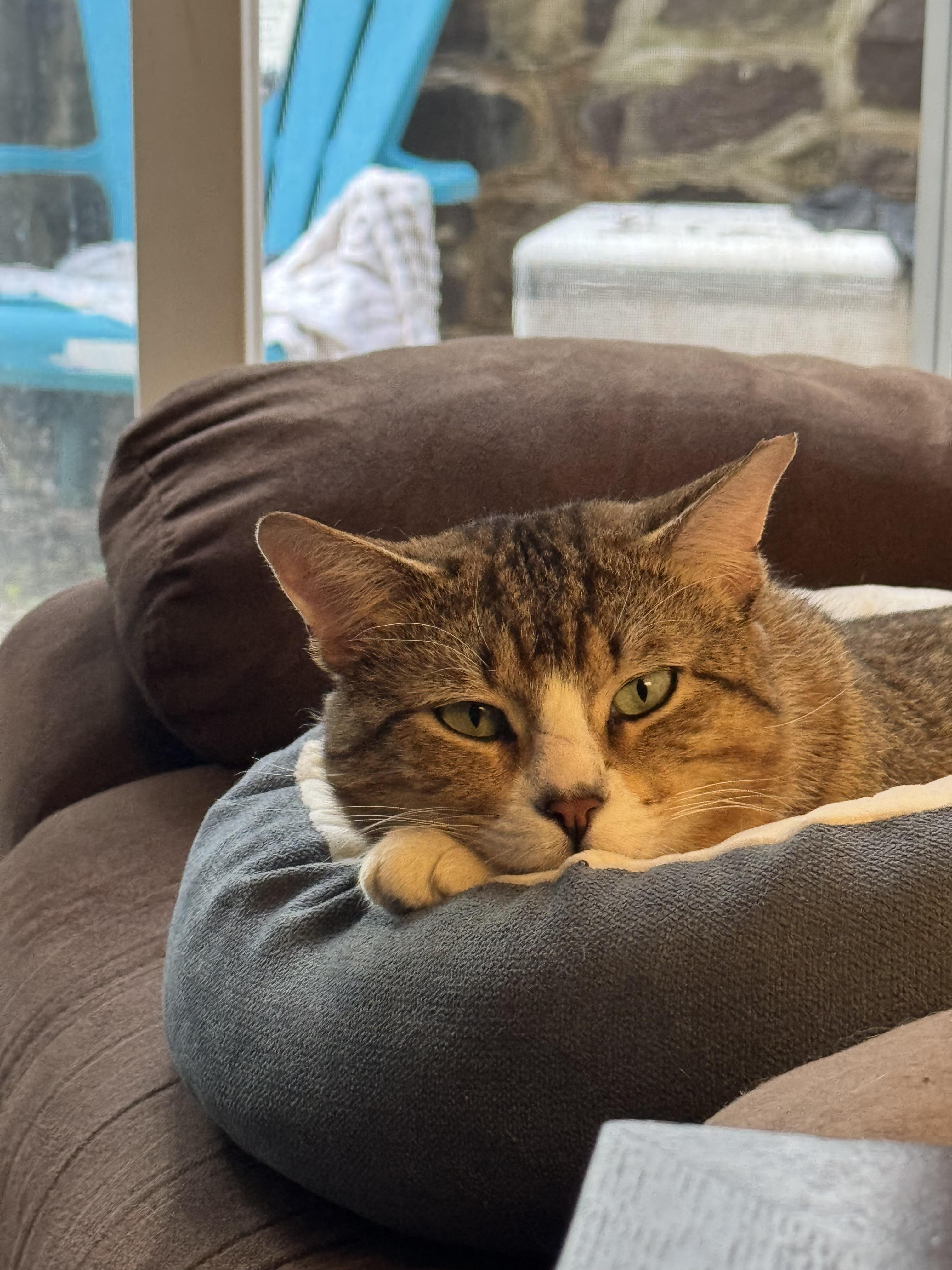 Enlarge Atticus, an adopted Tabby in Maple Shade, NJ image 6/6
