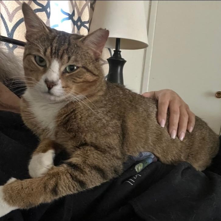 Atticus, adopted, Adult Male Tabby.