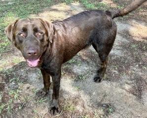Jake, a Adopted Chocolate Labrador Retriever in Point Clear, AL image 2/5
