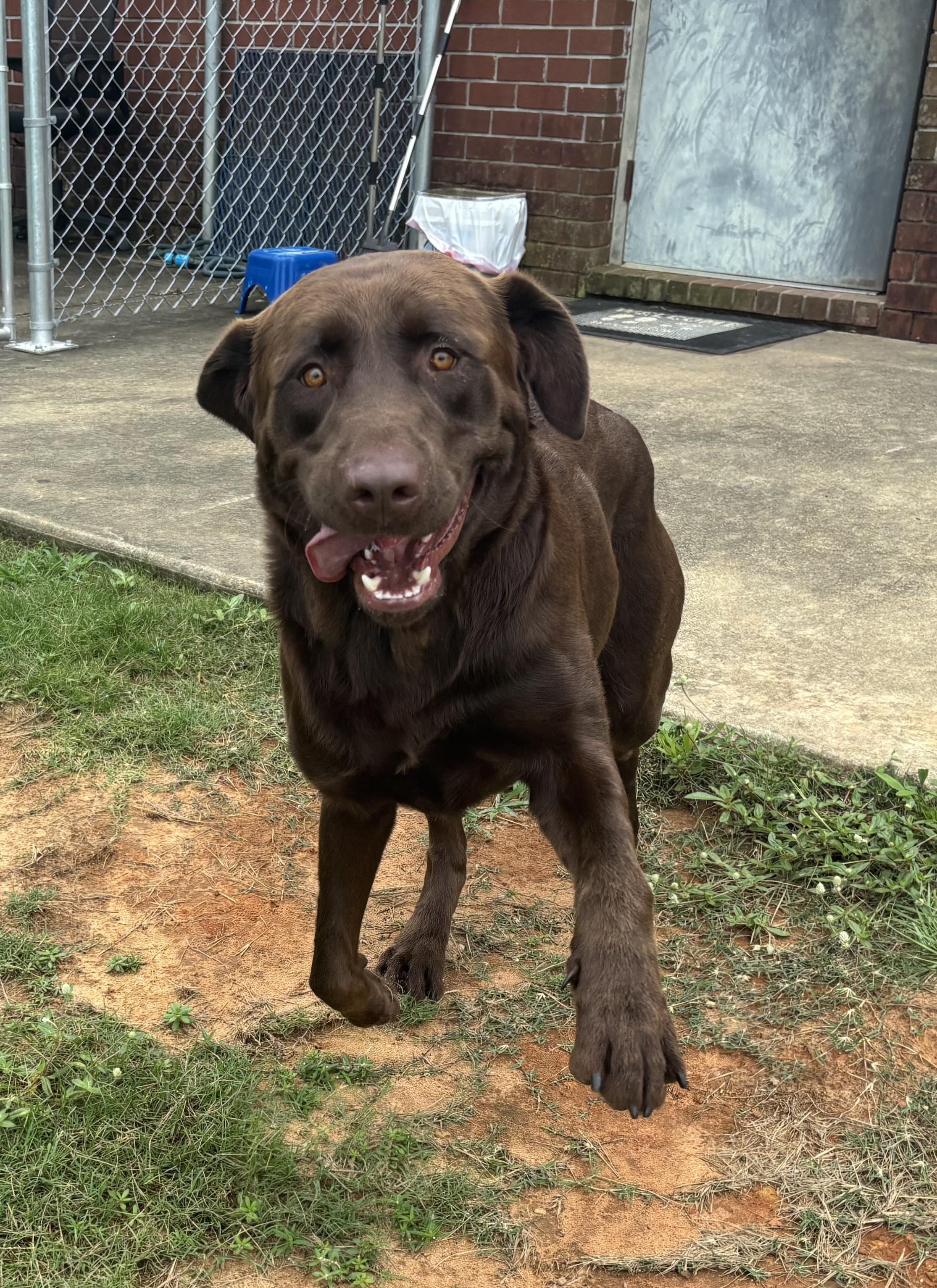 Jake, a Adopted Chocolate Labrador Retriever in Point Clear, AL image 4/5