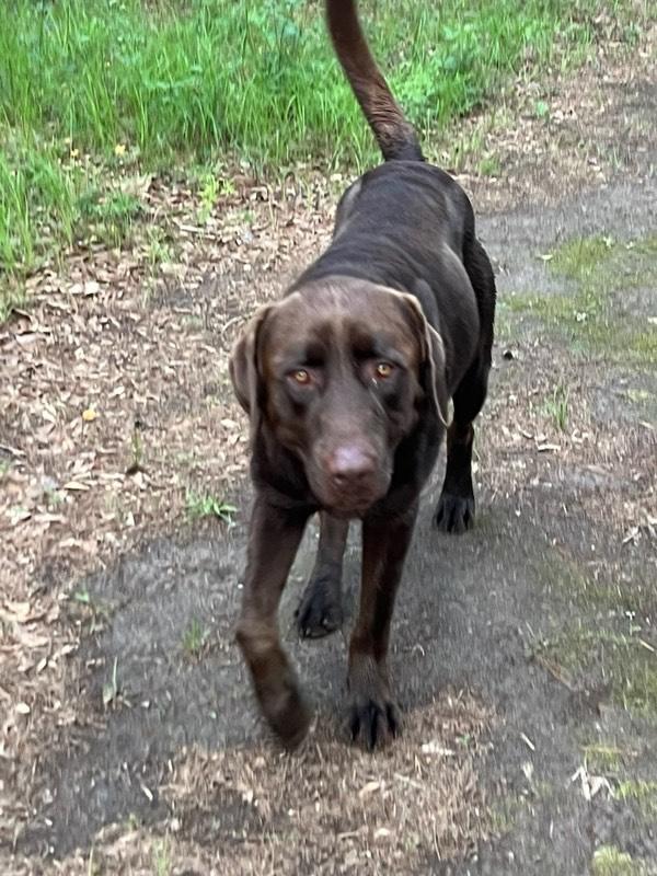 Jake, Adopted, Adult Male Chocolate Labrador Retriever.