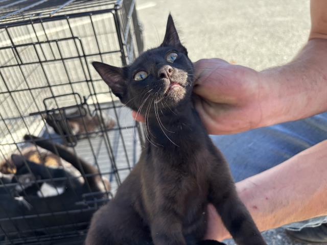 Enlarge ATTINA, a Adoptable Domestic Short Hair in Panama City, FL image 1/1
