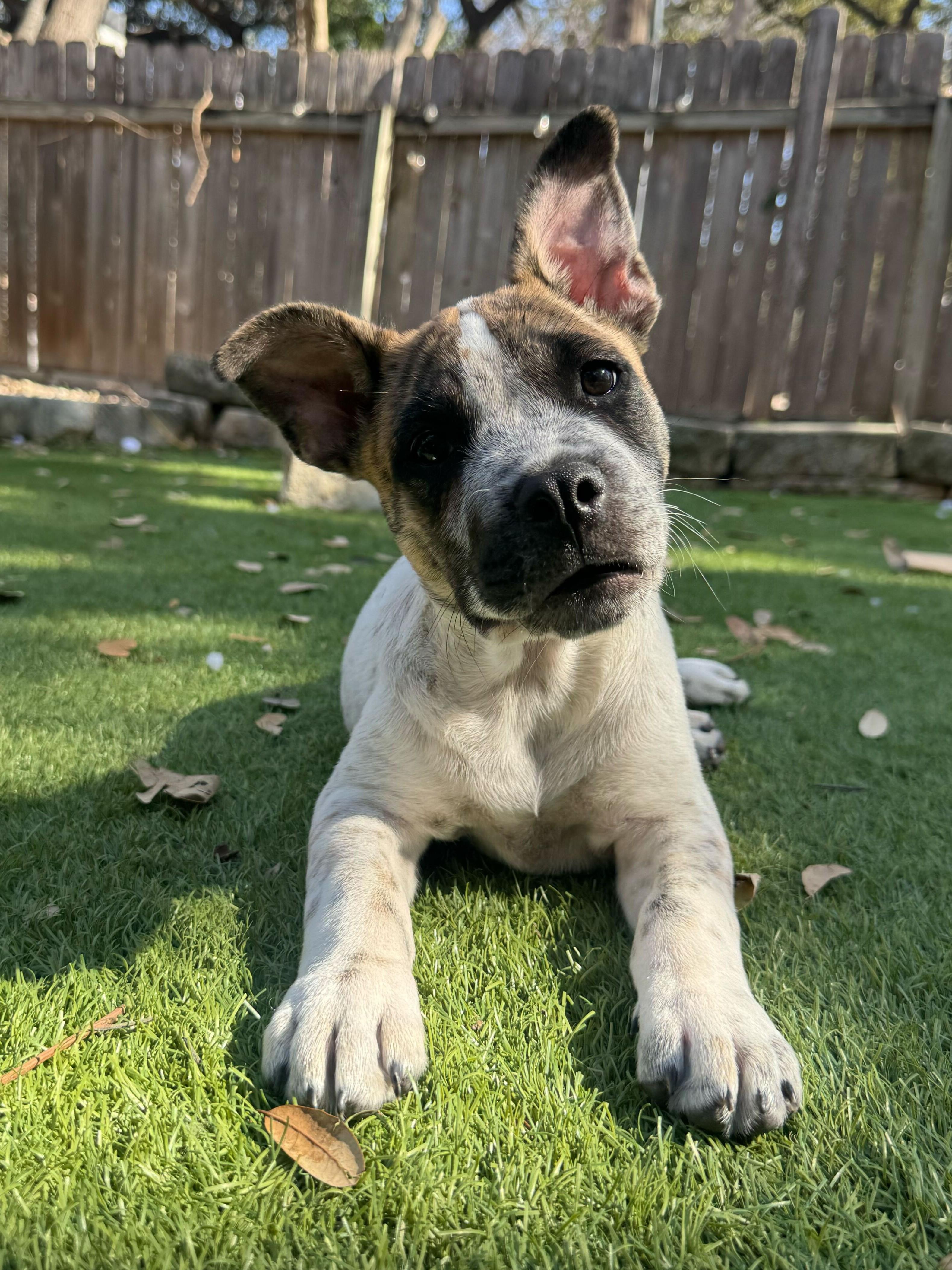 Enlarge Otis, a ADOPTABLE mixed breed in Austin, TX image 3/6