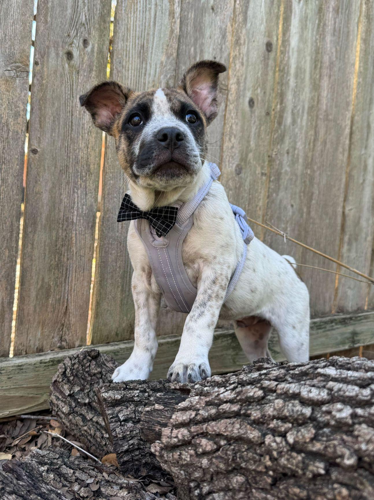 Enlarge Otis, a ADOPTABLE mixed breed in Austin, TX image 1/6