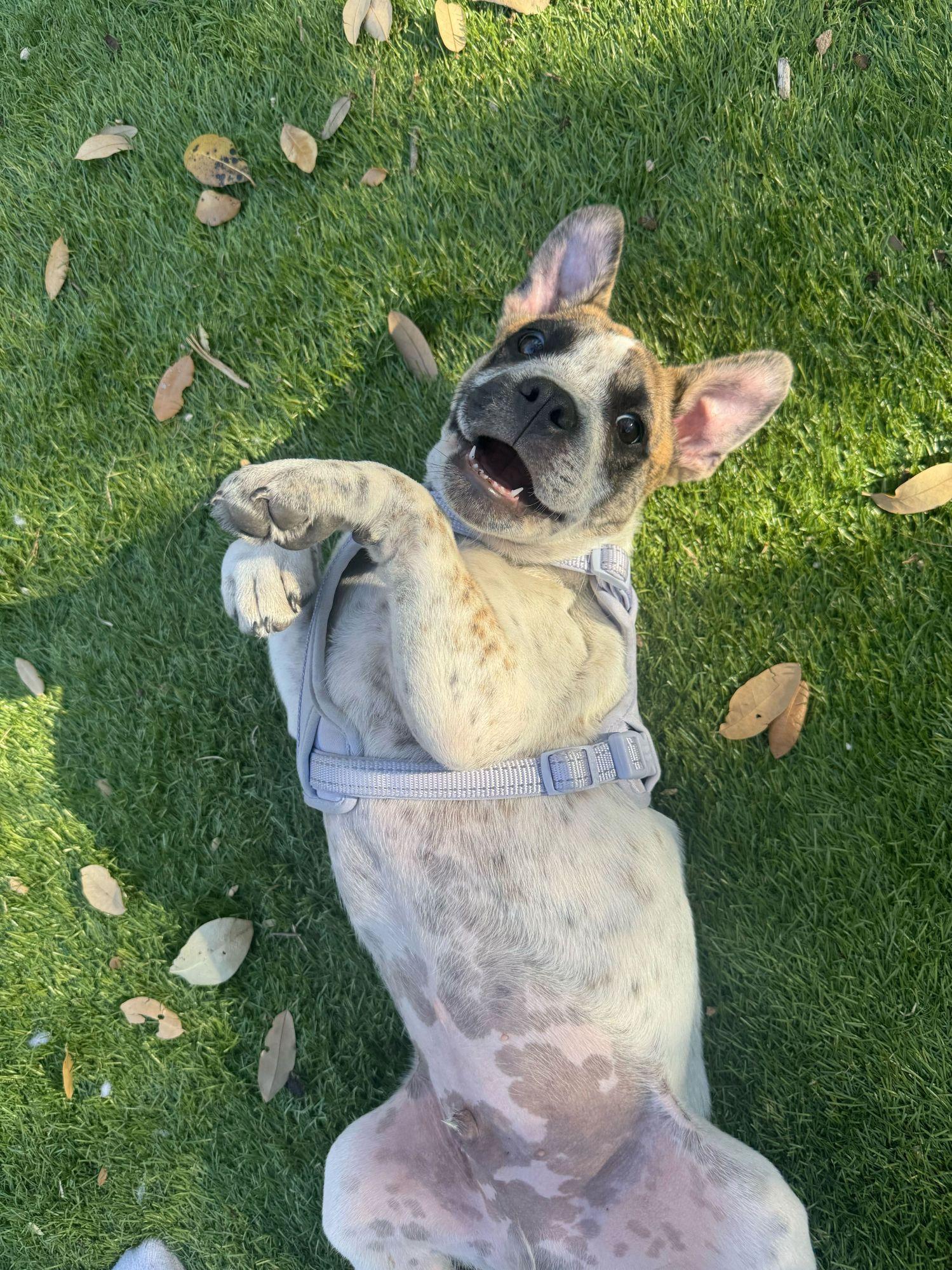 Enlarge Otis, a ADOPTABLE mixed breed in Austin, TX image 2/6