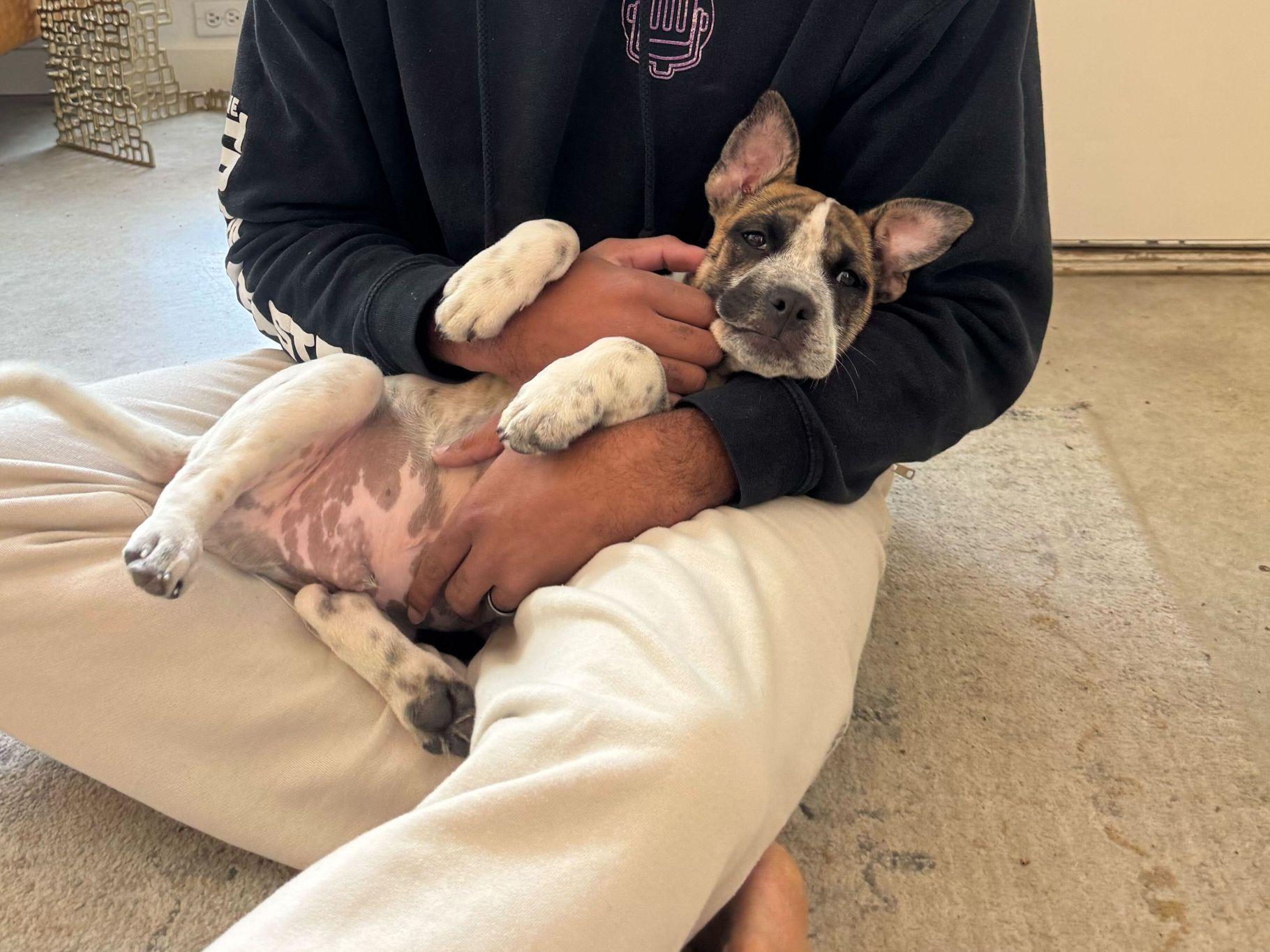 Enlarge Otis, a ADOPTABLE mixed breed in Austin, TX image 4/6