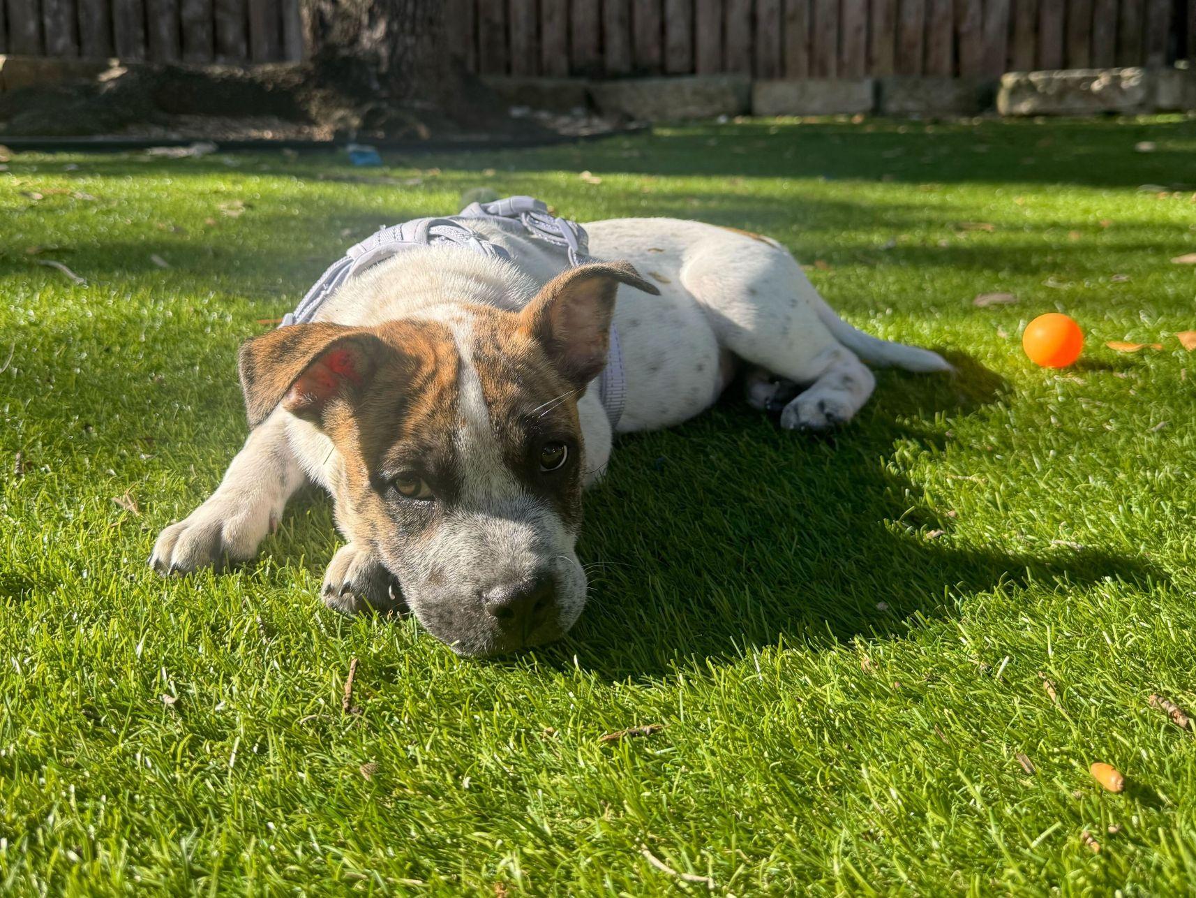 Enlarge Otis, a ADOPTABLE mixed breed in Austin, TX image 5/6