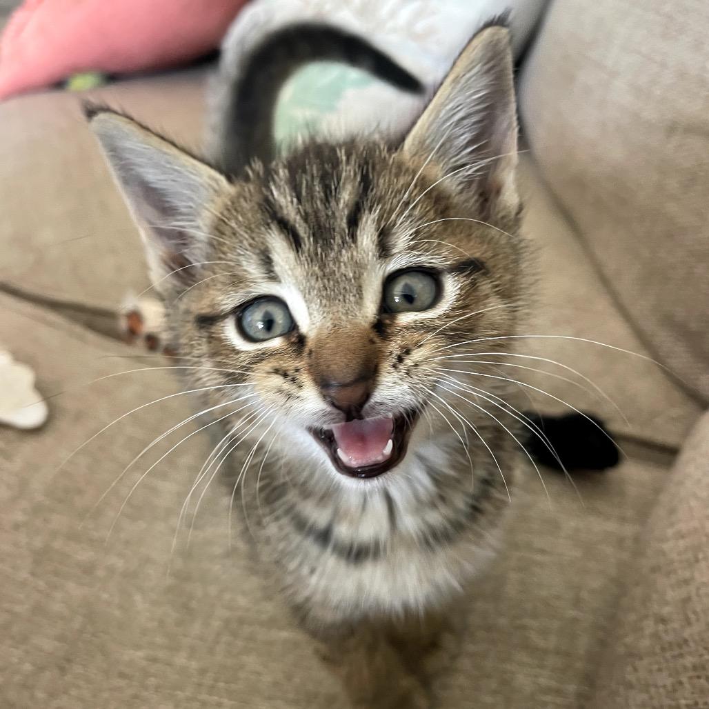 Enlarge Feliz, a Adoptable Domestic Short Hair in North Port, FL image 1/5