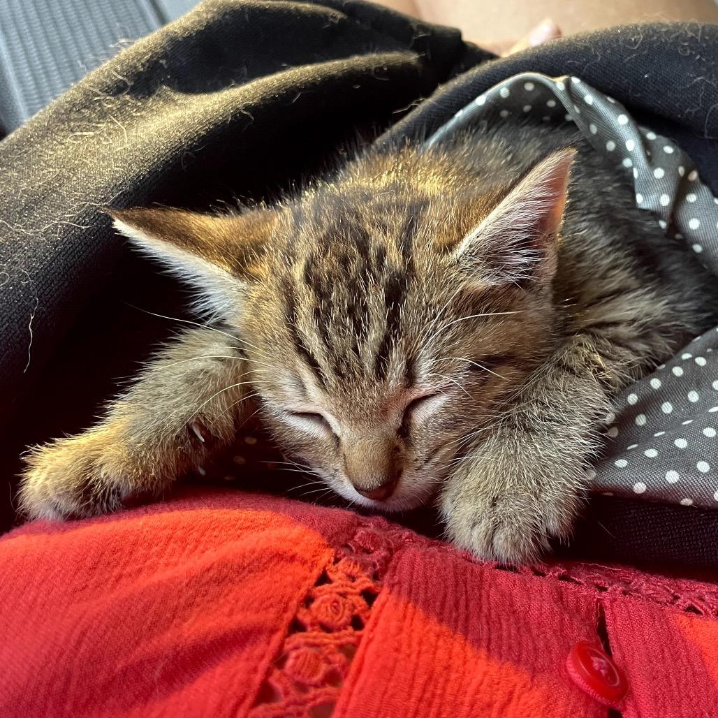 Enlarge Feliz, a Adoptable Domestic Short Hair in North Port, FL image 3/5