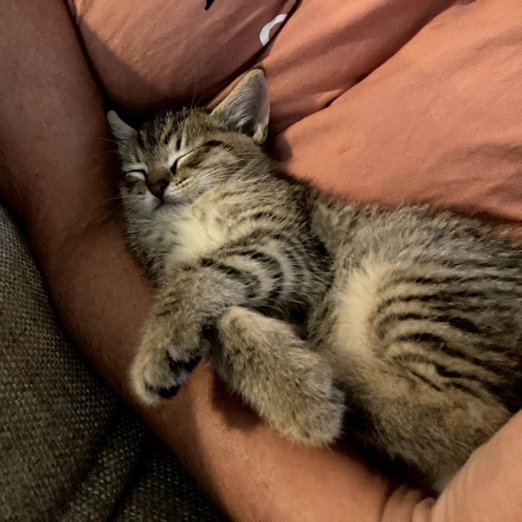 Enlarge Feliz, a Adoptable Domestic Short Hair in North Port, FL image 4/5