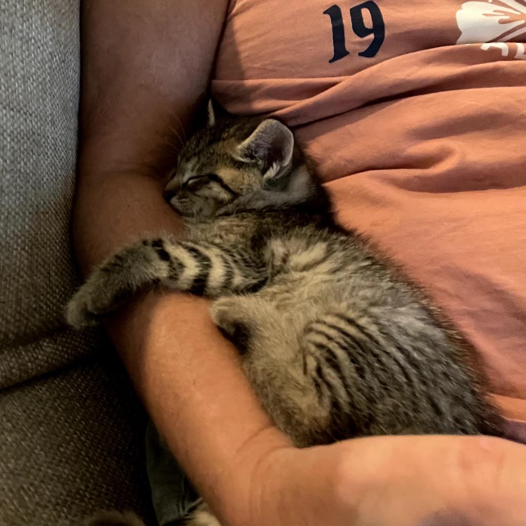 Enlarge Feliz, a Adoptable Domestic Short Hair in North Port, FL image 5/5