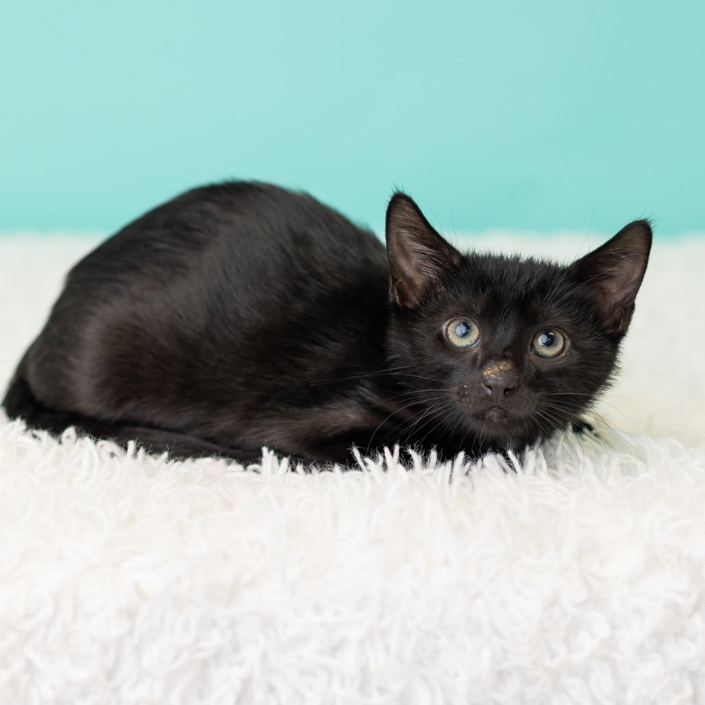 Barnabas Neko, Adoptable, Kitten Male Domestic Short Hair.