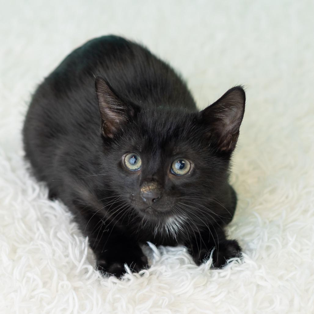 Enlarge Barnabas Neko, a Adoptable Domestic Short Hair in St. Paul, MN image 2/5