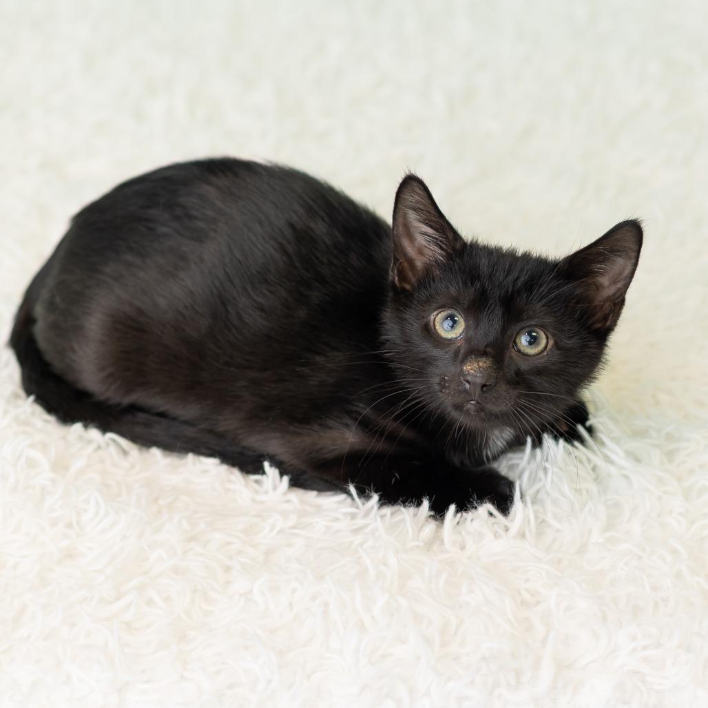Enlarge Barnabas Neko, a Adoptable Domestic Short Hair in St. Paul, MN image 3/5