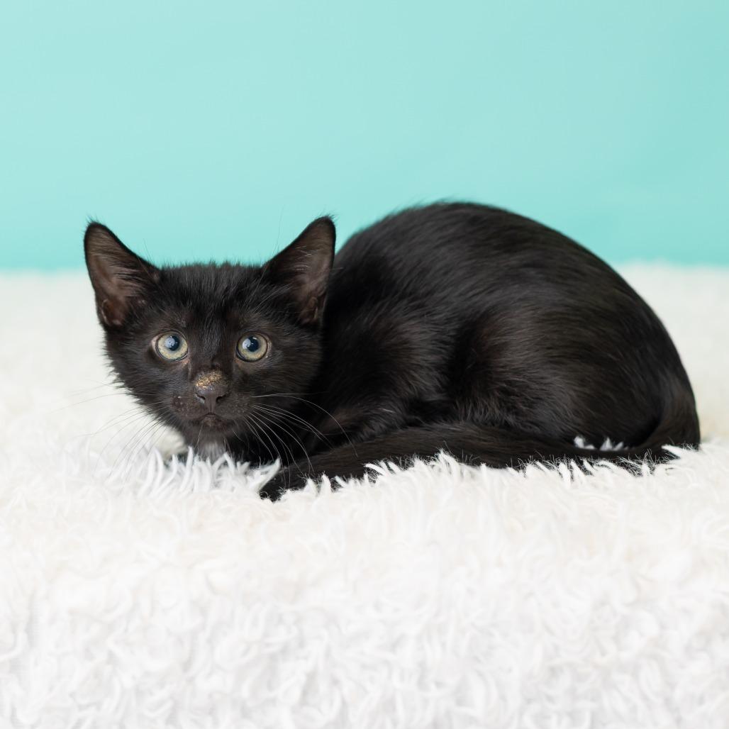 Enlarge Barnabas Neko, a Adoptable Domestic Short Hair in St. Paul, MN image 4/5