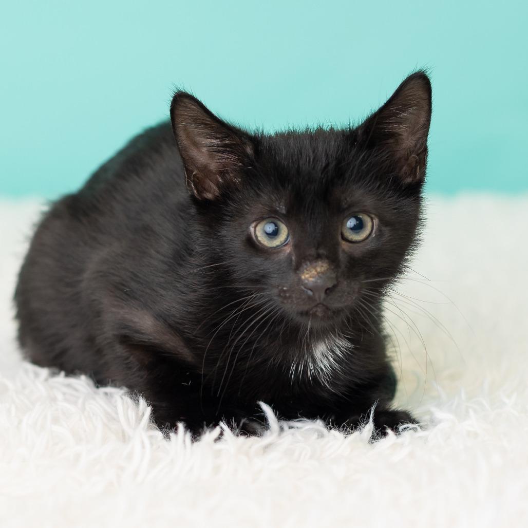 Enlarge Barnabas Neko, a Adoptable Domestic Short Hair in St. Paul, MN image 5/5