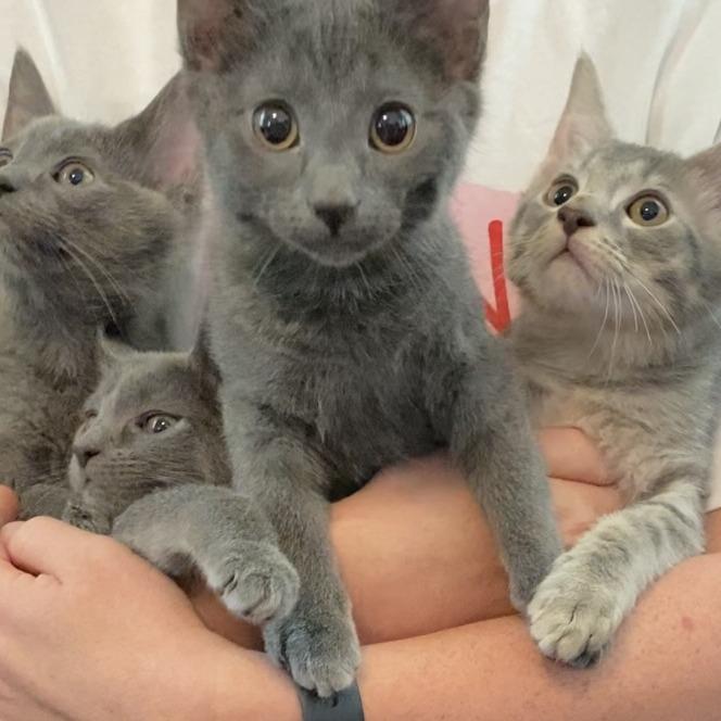 Bunny — thumbnail 2