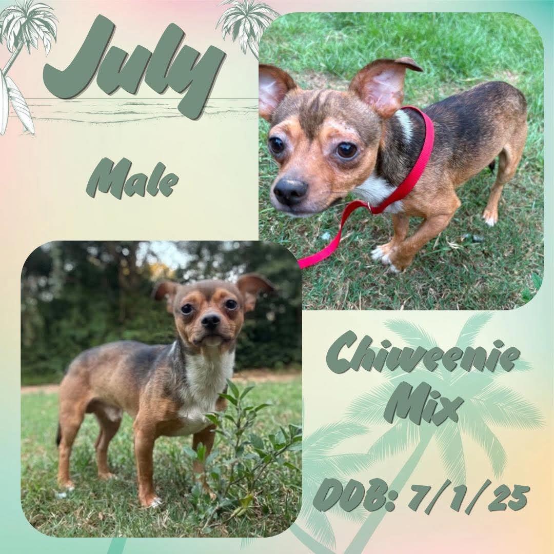 July, Adoptable, Young Male Chiweenie.