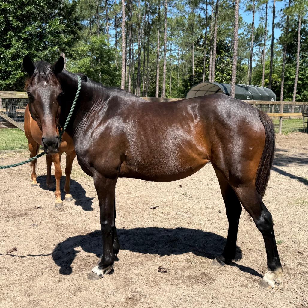 Enlarge Chancey, a Adoptable Standardbred in Freeport, FL image 2/6