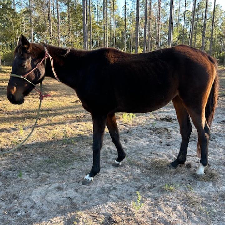 Enlarge Chancey, a Adoptable Standardbred in Freeport, FL image 3/6