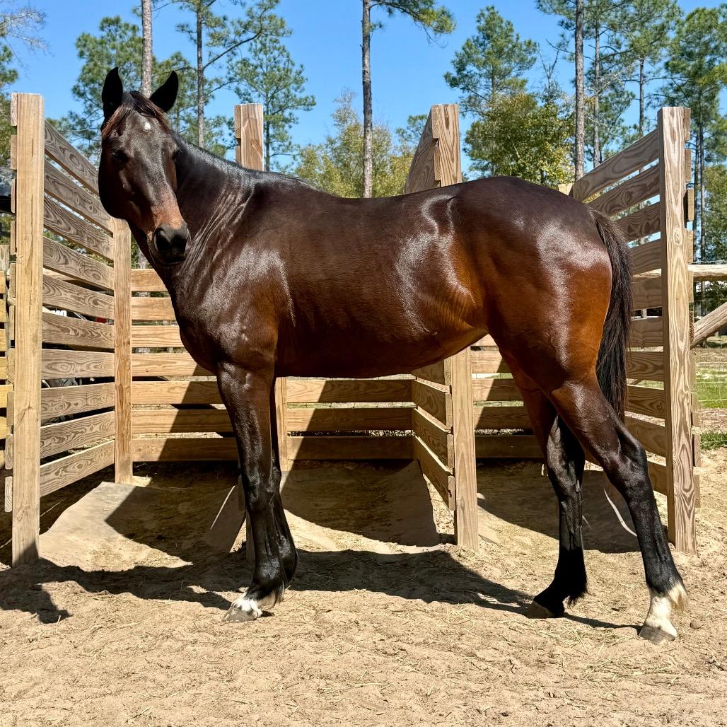 Enlarge Chancey, a Adoptable Standardbred in Freeport, FL image 4/6