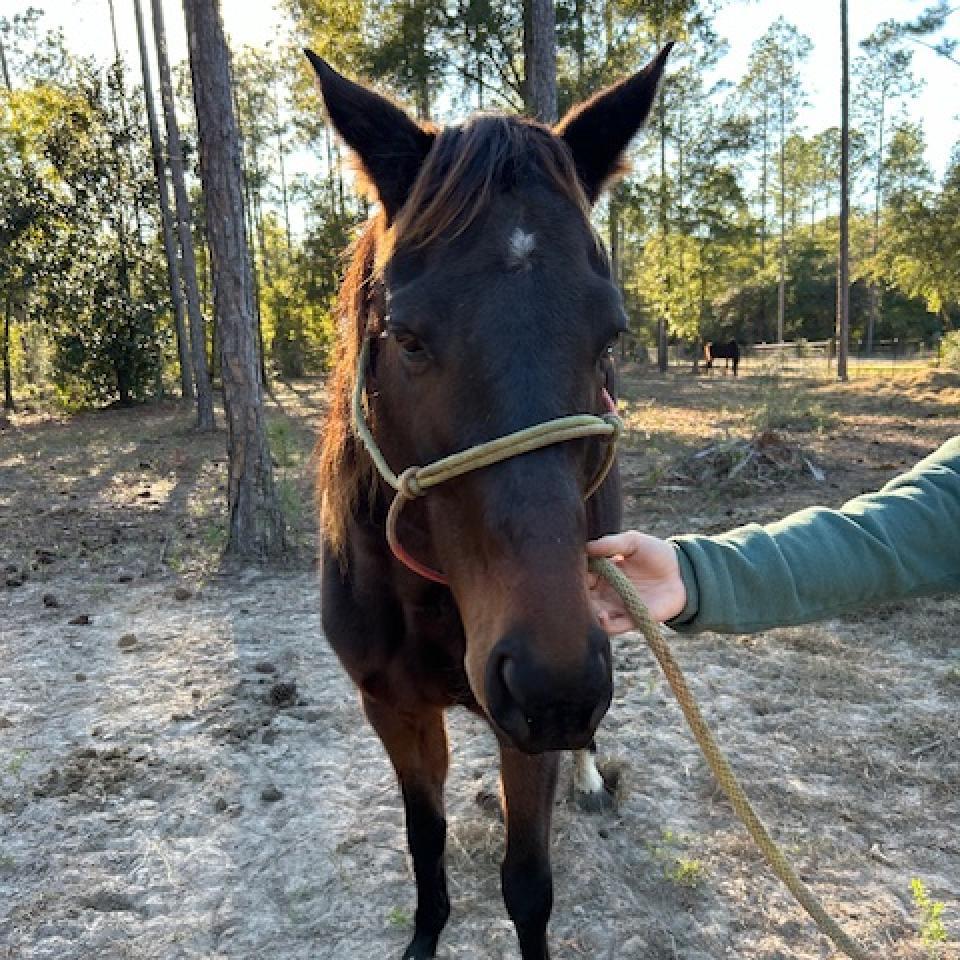 Enlarge Chancey, a Adoptable Standardbred in Freeport, FL image 5/6