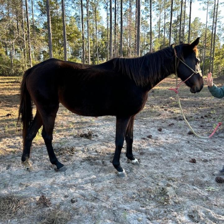 Enlarge Chancey, a Adoptable Standardbred in Freeport, FL image 6/6