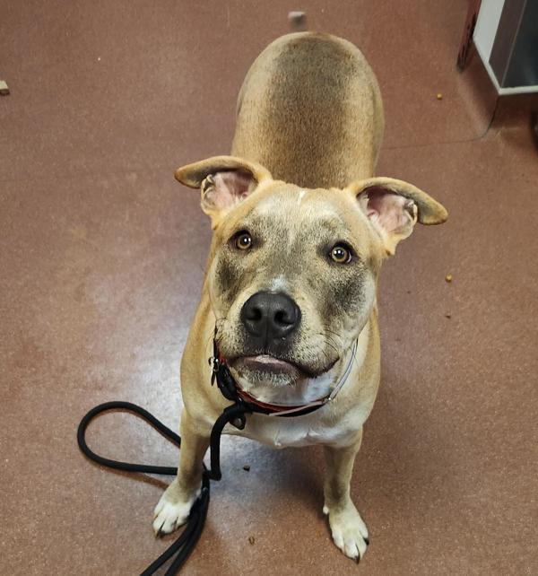 Ganon, Adoptable, Young Male Pit Bull Terrier.