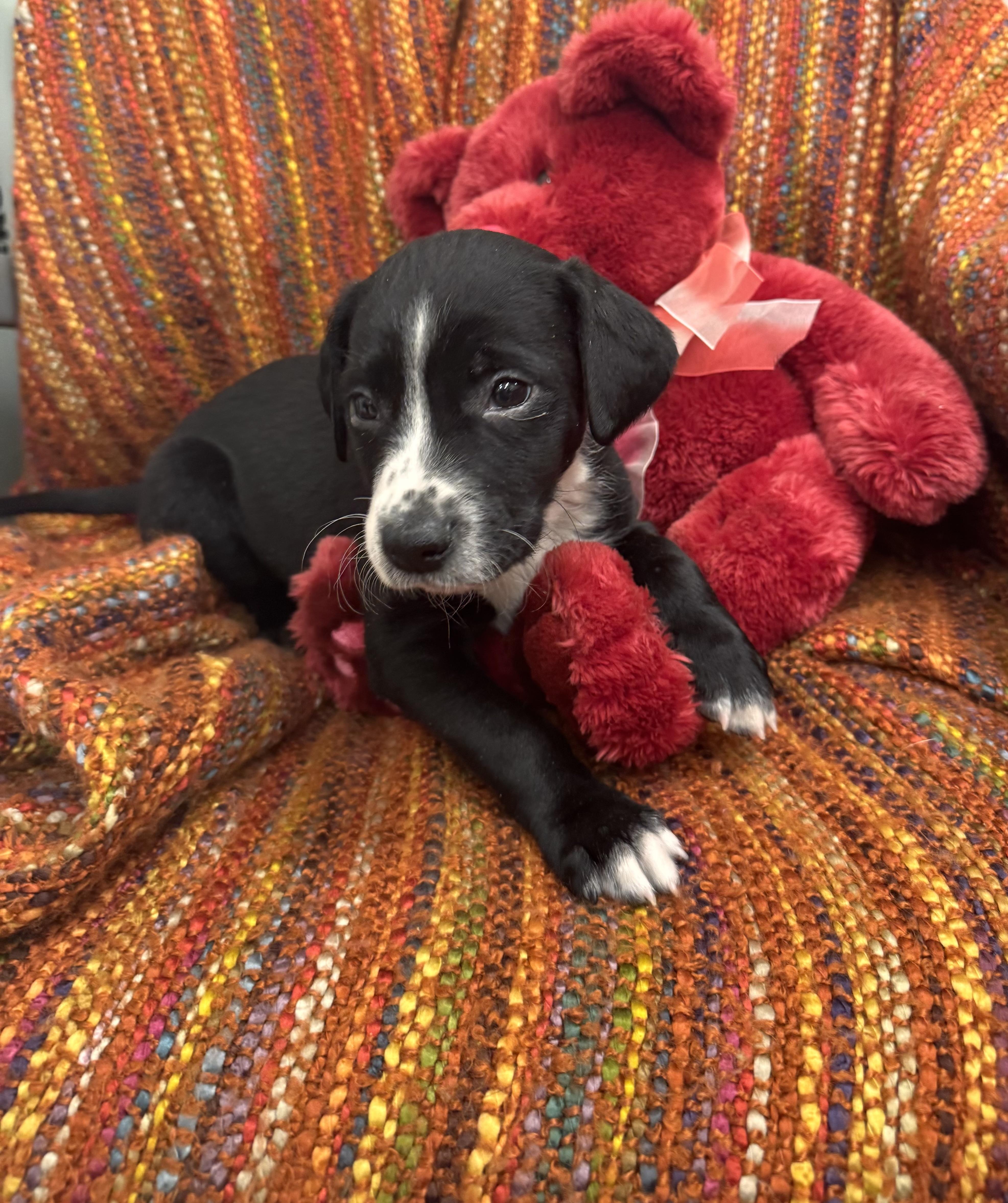 Leif, adopted, Puppy Male Labrador Retriever.
