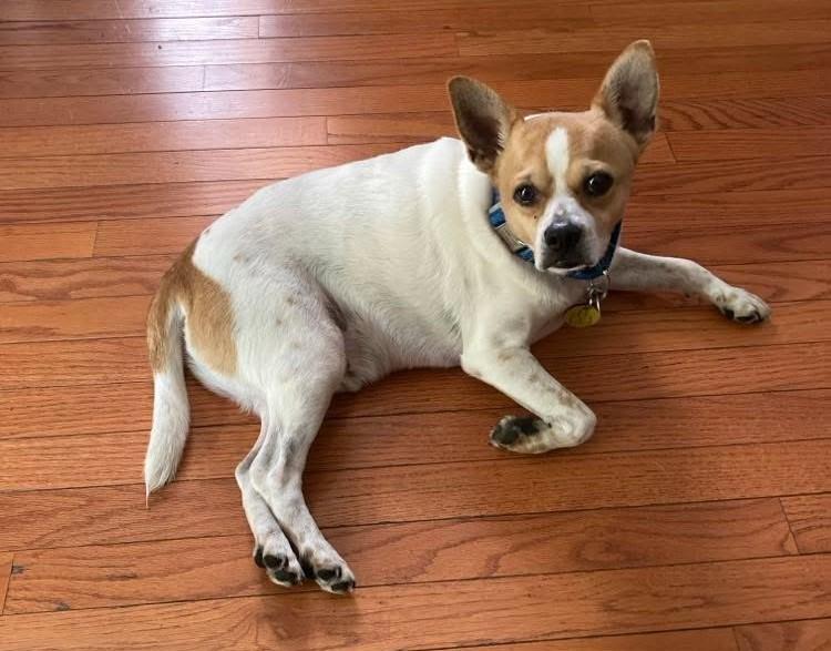 Toto, Adoptable, Adult Male Jack Russell Terrier & Chihuahua.