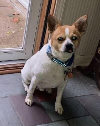 Enlarge Toto, a Adoptable mixed breed in North Olmsted, OH image 2/2