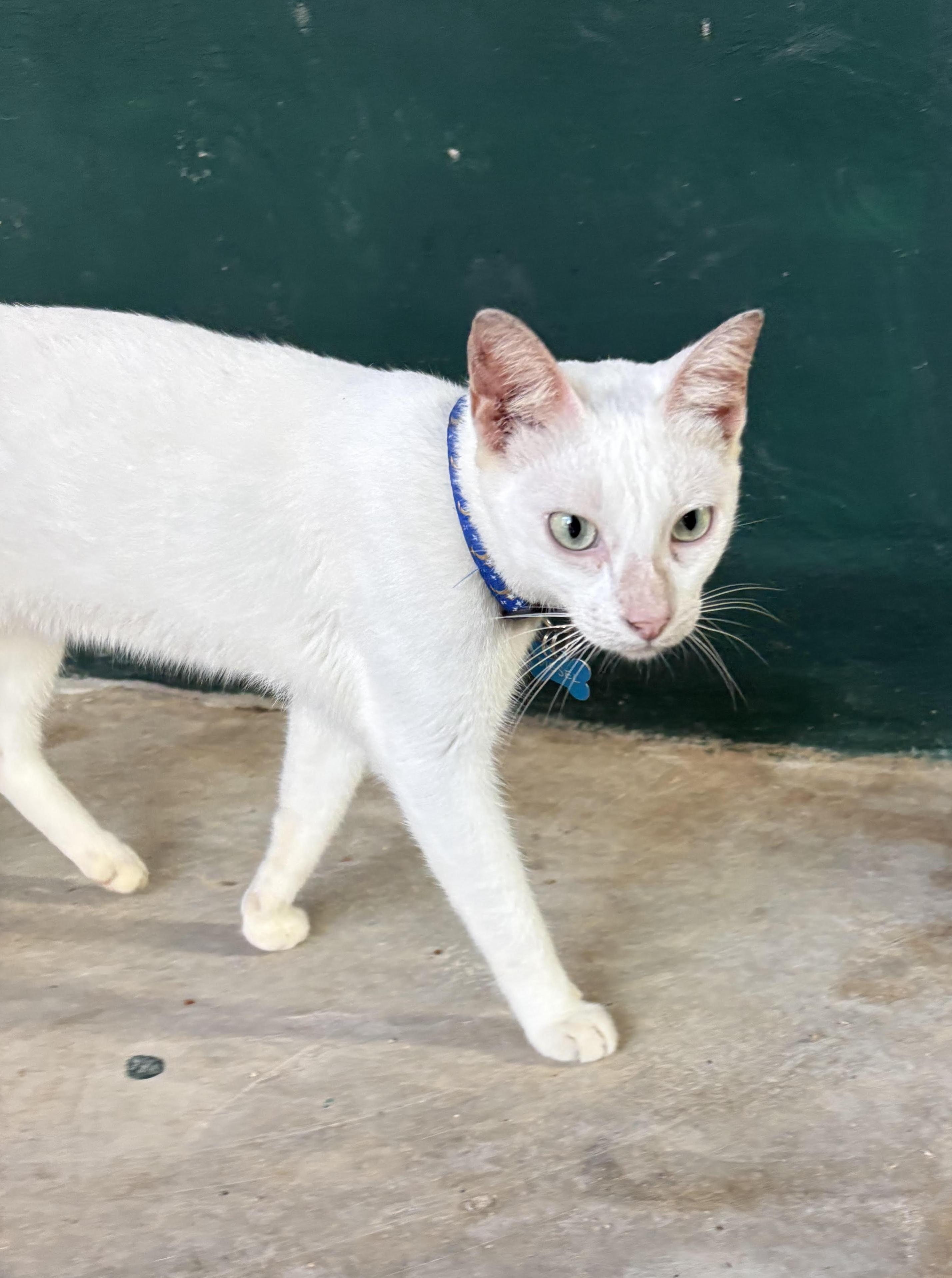 Diesel, ADOPTABLE, Young Male Exotic Shorthair.