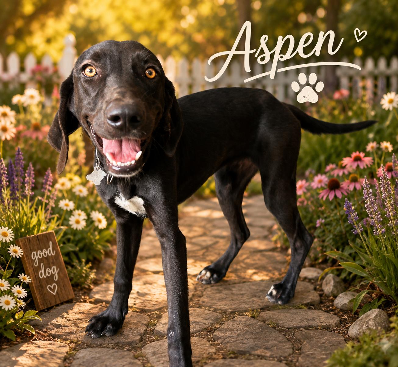 Puppies, an adopted mixed breed in Springfield, MO image 4/4